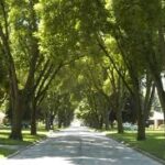 trees